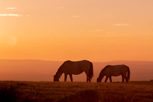 istock Wild Horses Silhouetted at Sunset 1074509320