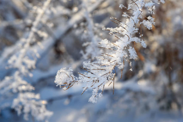 istock Frozen dry plants in winter 1074510292