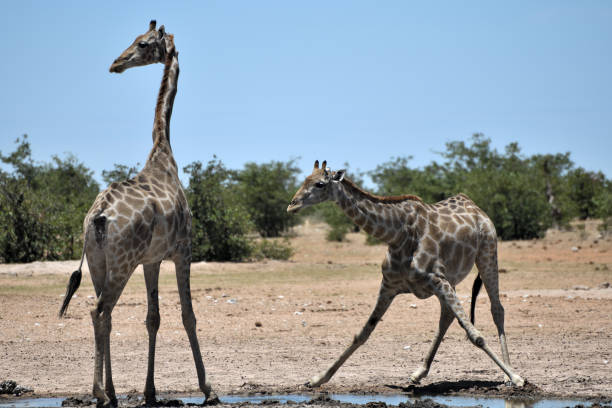 The giraffe on the left is looking to the left. The giraffe on the right has its legs spread in preparation to drink..The photo was taken in February 2018 at Etosha National Park, Namibia.