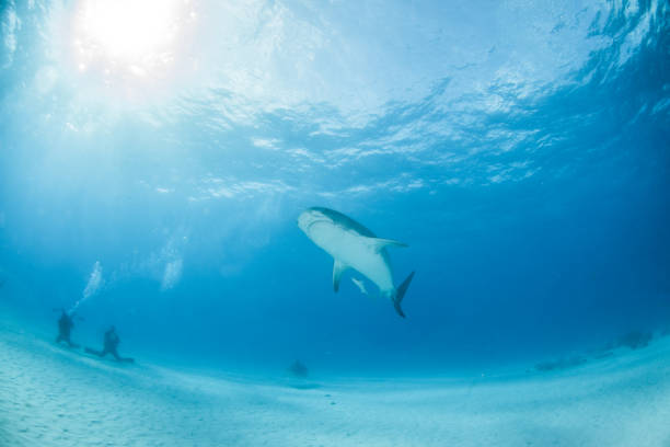 istock Tiger shark at Tigerbeach, Bahamas 1074512740