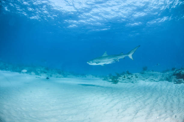 istock Tiger shark at Tigerbeach, Bahamas 1074514702