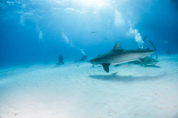 istock Tiger shark at Tigerbeach, Bahamas 1074514988