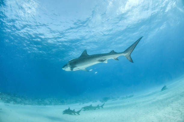 istock Tiger shark at Tigerbeach, Bahamas 1074515358