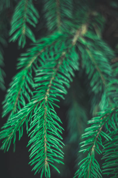 istock Christmas background. Green fir tree. 1074520728