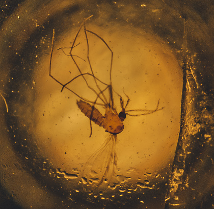 Mosquito embedded into amber
