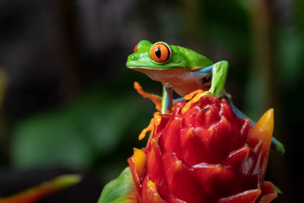 istock Tree Frog in Costa Rica 1074522782