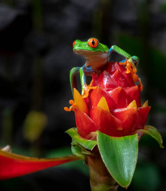 istock Tree Frog in Costa Rica 1074522800