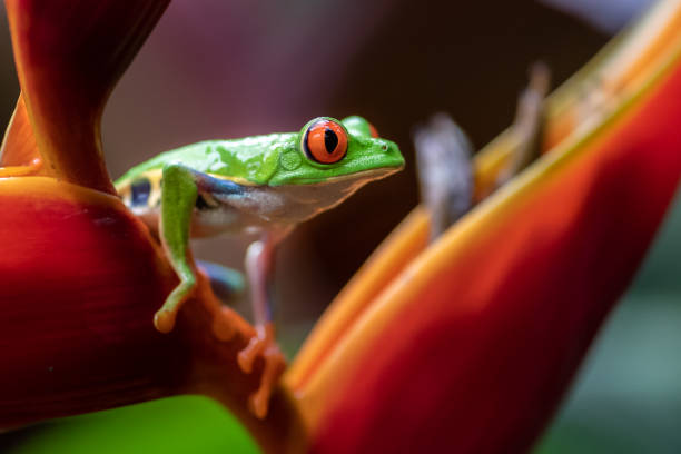 istock Tree Frog in Costa Rica 1074522858