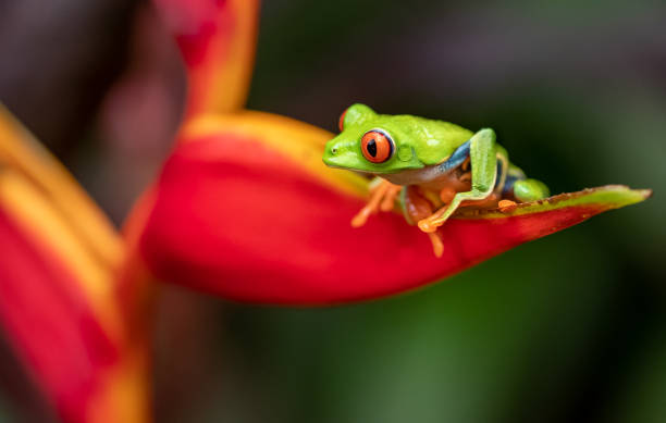 istock Tree Frog in Costa Rica 1074522862