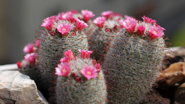 mammillaria - mammillaria cactus fotografías e imágenes de stock