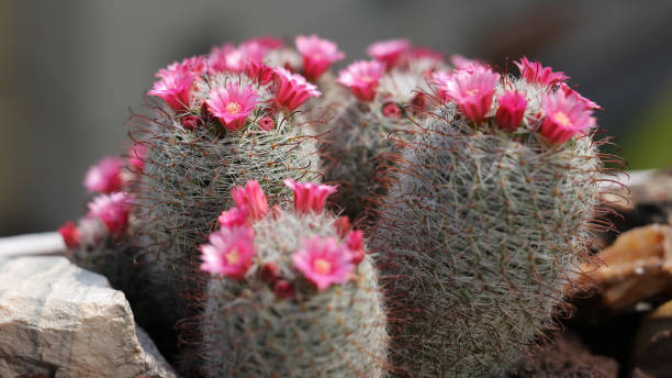маммиллярия - mammillaria cactus стоковые фото и изображения