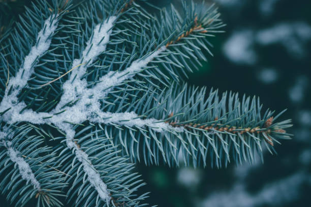 istock Christmas background. Green fir tree. 1074524208