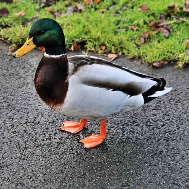 istock A picture of a Mallard 1074526178