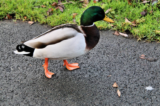 istock A picture of a Mallard 1074526224