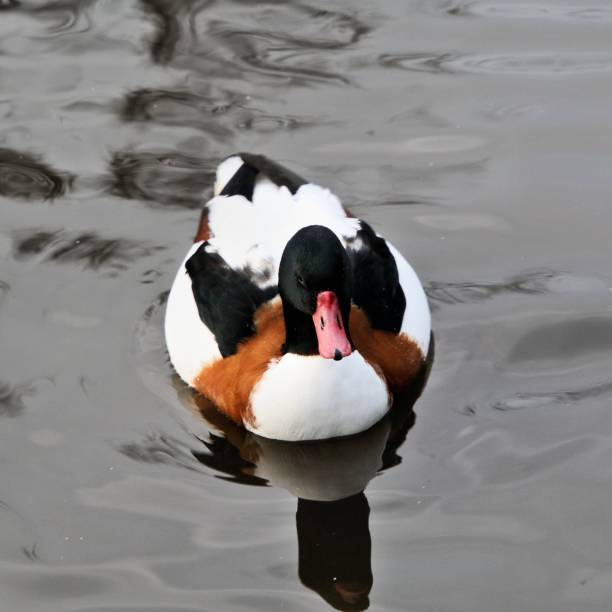 istock A picture of a Shelduck 1074526572
