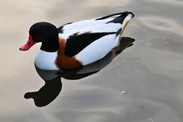 istock A picture of a Shelduck 1074526584