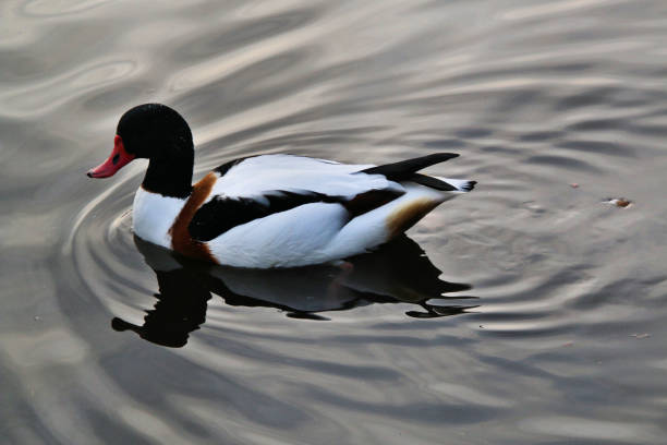 istock A picture of a Shelduck 1074526590