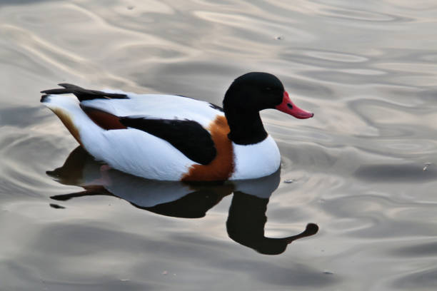 istock A picture of a Shelduck 1074526596