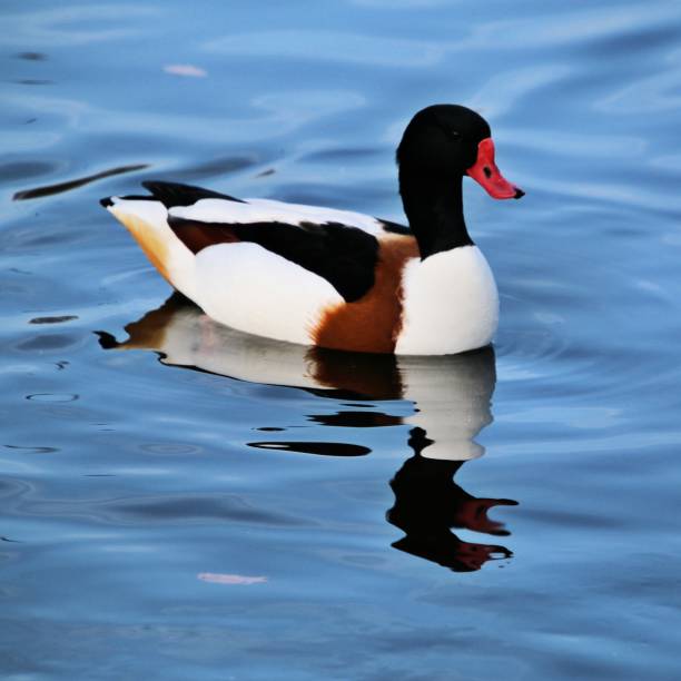 istock A picture of a Shelduck 1074526604