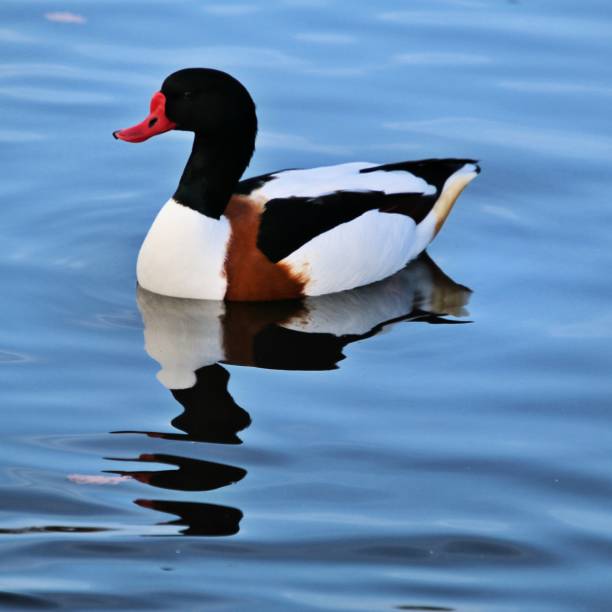 istock A picture of a Shelduck 1074526614