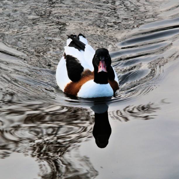 A picture of a Shelduck
