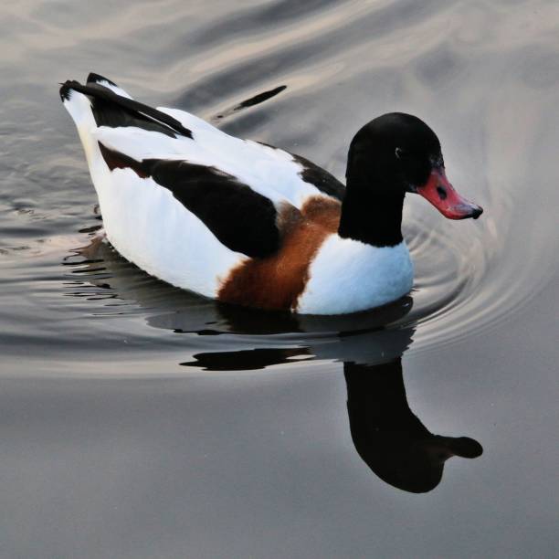 A picture of a Shelduck