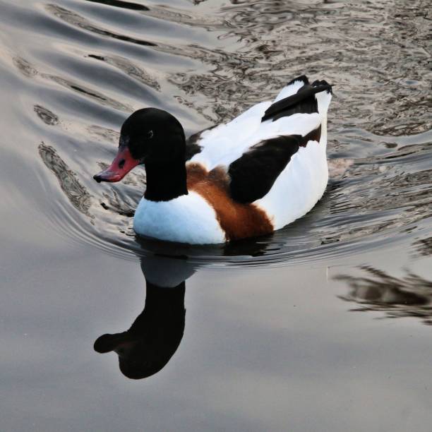 istock A picture of a Shelduck 1074526698