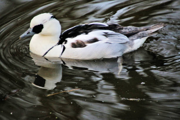 istock A picture of a Smew Duck 1074526704