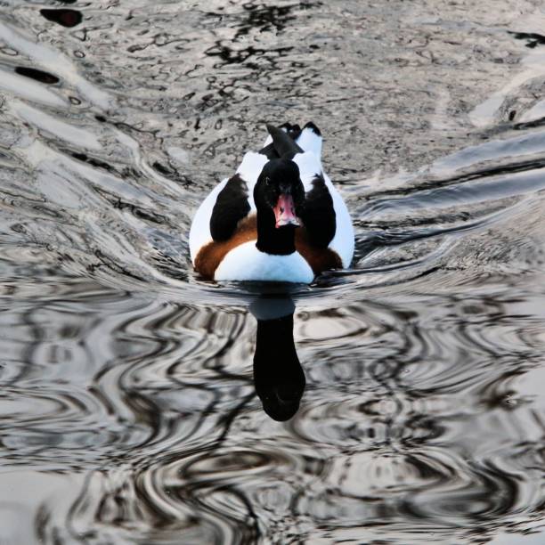 istock A picture of a Shelduck 1074526720