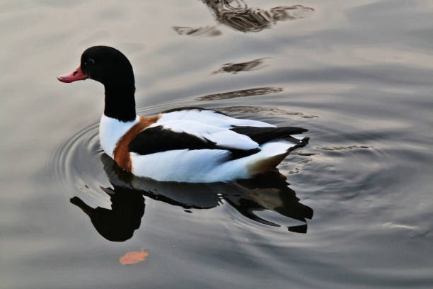 istock A picture of a Shelduck 1074526726