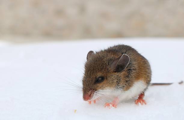 Small juvenile deer mouse in the snow