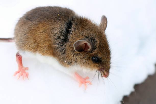 istock Little baby deer mouse in the snow 1074528444