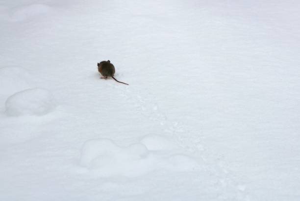 Small juvenile deer mouse leaves tracks in the snow - concept of feeling very small and alone in a big world