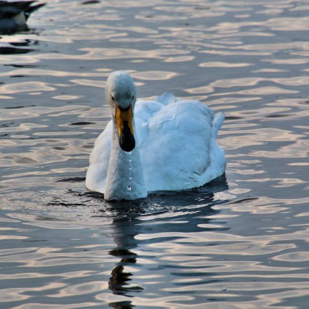 istock A picture of a Whooper Swan 1074528450