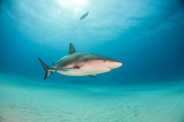 istock Caribbean reef shark at the Bahamas 1074528564