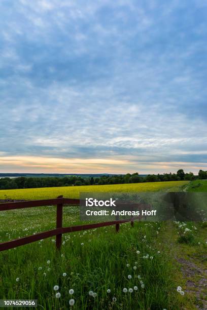Evening Over Swedish Country Stock Photo - Download Image Now - Sweden, Agricultural Field, Canola