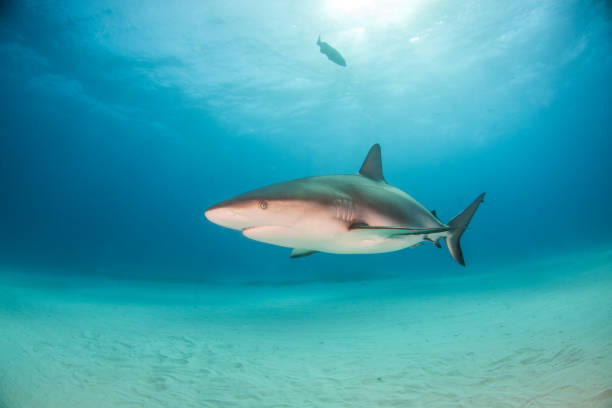 istock Caribbean reef shark at the Bahamas 1074529068