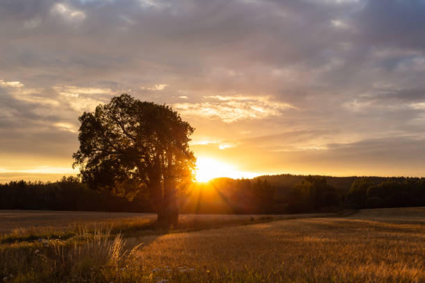 istock Tree in beautiful sunset in Sweden 1074529116