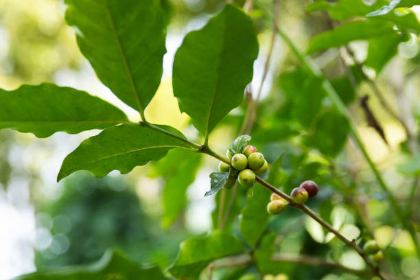 istock Coffee beans  on the bush at plantation 1074529516