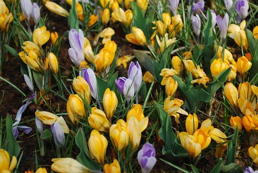 Crocus vernus Remembrance and Crocus Yellow grown in the park. Spring time in Netherlands.