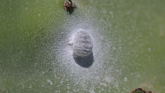 This is a Cochineal over a cactus in Tenerife, Canary Islands.