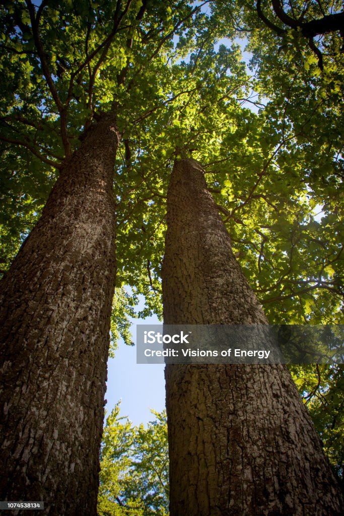 Trees grow into the sky Trees that grow into the sky. We can follow them with our eyes and send our visions along. Austria Stock Photo