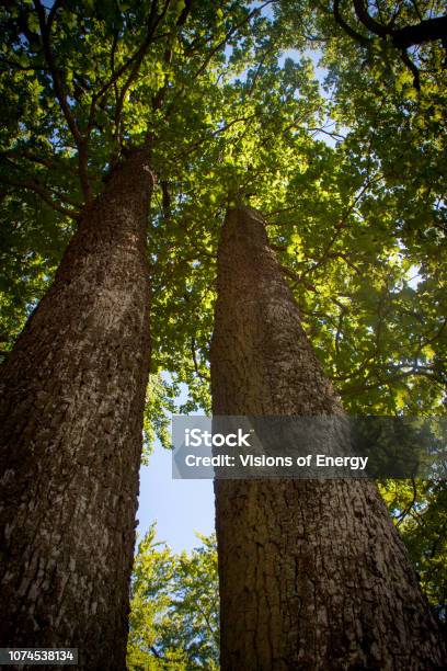 Trees Grow Into The Sky Stock Photo - Download Image Now - Austria, Beauty, Brown