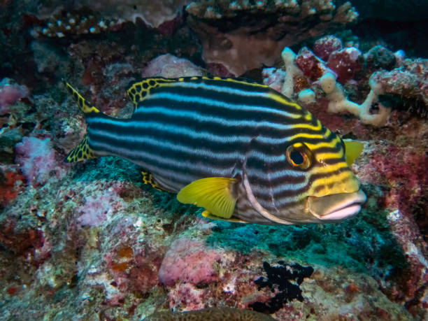 istock Oriental Sweetlips (Plectorhinchus vittatus) in the Indian Ocean 1074547578