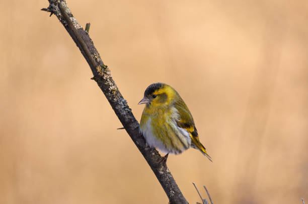 istock Siskin (Spinus spinus) sits on a branch in a forest park on a clear morning. 1074550848