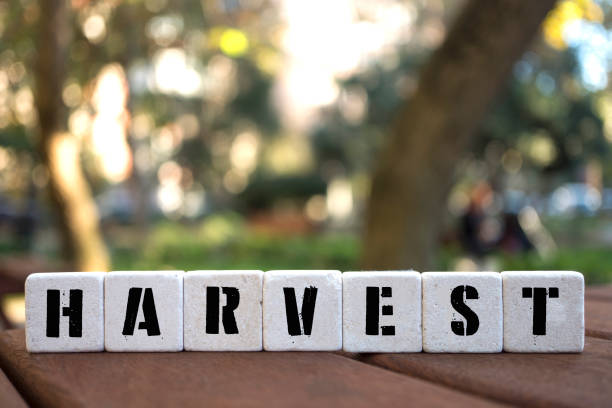 istock HARVEST Concept with alphabet blocks on wooden table. 1074560602