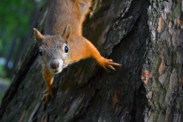 istock little red squirrel crawling and sneaking on the trunk of an old tree 1074569274
