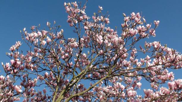 istock Cherry Blossom Against Blue Sky Scene In The Netherlands 1074572454