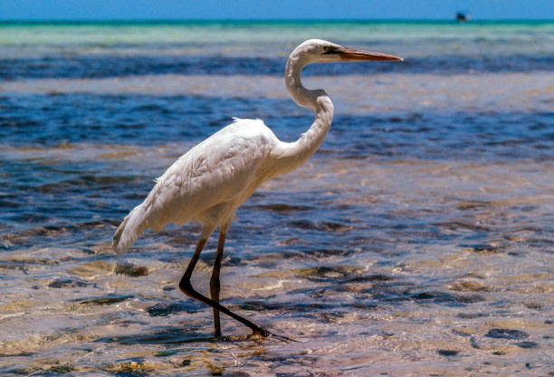 istock Great egret in the sunlight in the Florida Keys 1074580084