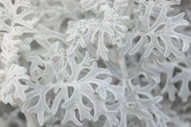 istock Decorative wormwood on a bed in sunny day 1074582160